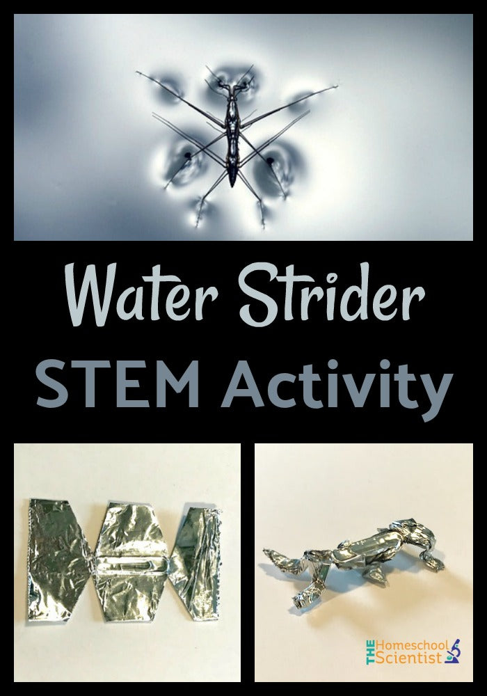 Water Strider STEM Activity