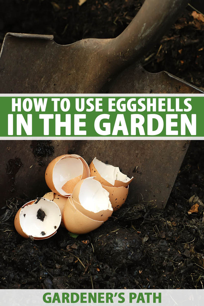 How to Use Eggshells in the Garden for Soil, Compost, and as Pest Control