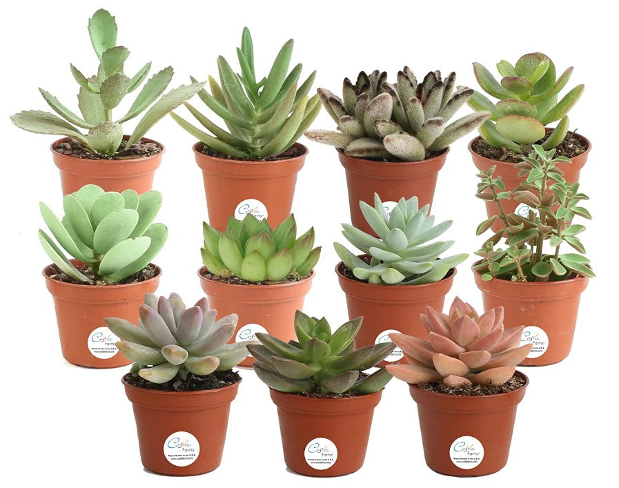 Fully Rooted Mini Succulents, Iron Plant Stand, Sweet & Spicy Peanuts & more (6/17)