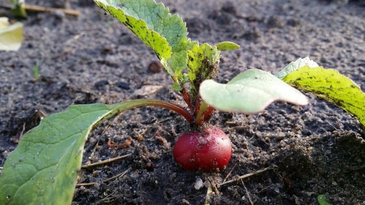 Radishes are a great addition to any garden