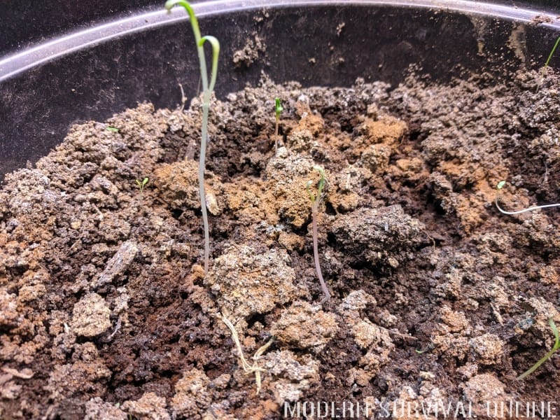 How to Start Seeds Indoors – A Prepper’s Guide