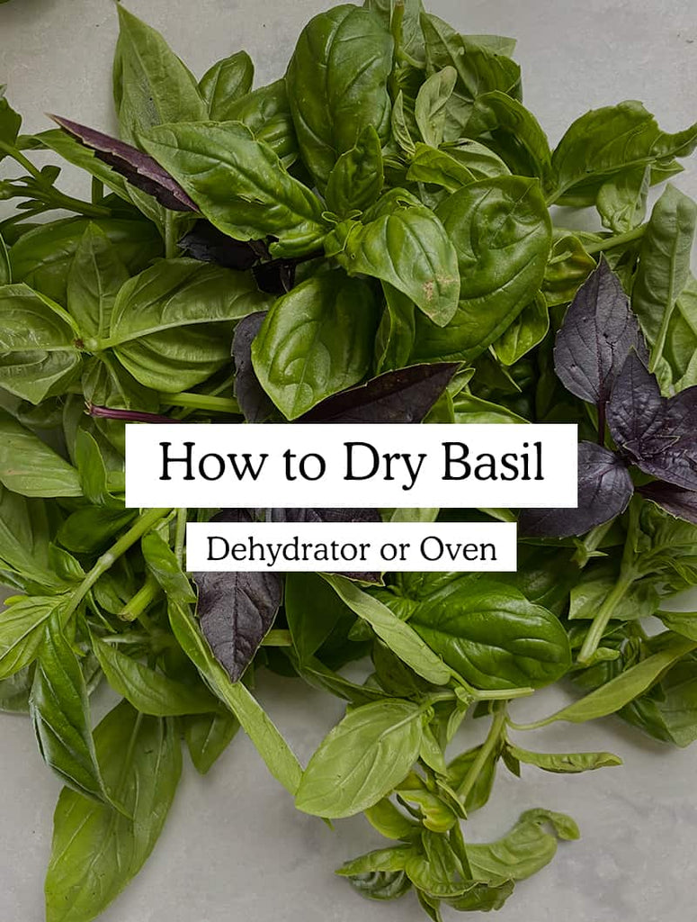 How to Dry Basil – Using An Oven or Dehydrator