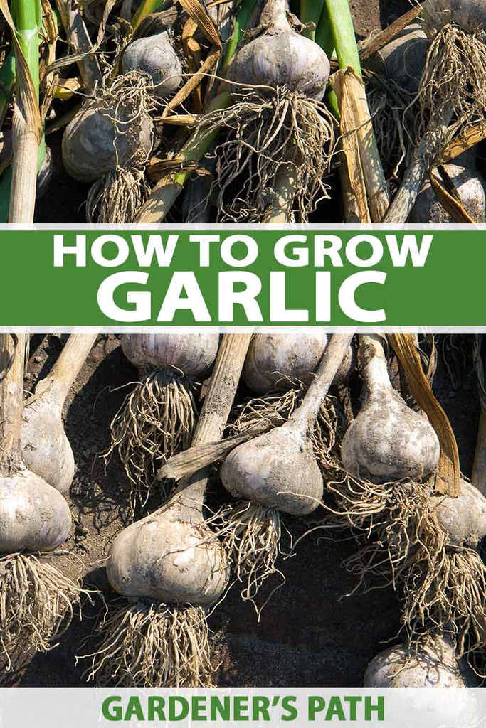 How to Plant and Grow Garlic in Your Veggie Patch