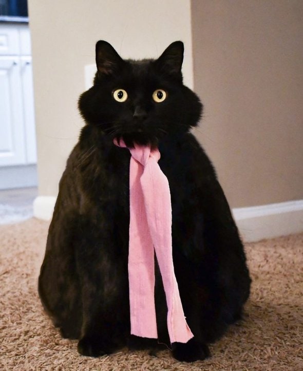 Thankful Thursday | a triangle cat – Pingovox