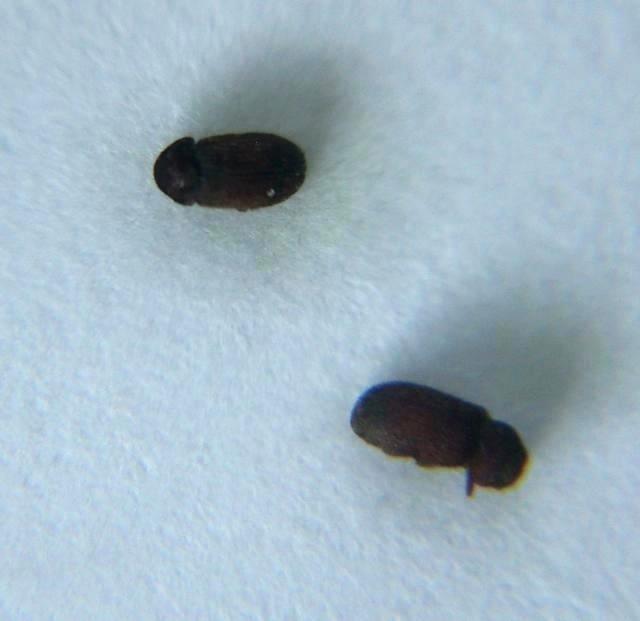 Exciting Tiny Bugs In Kitchen