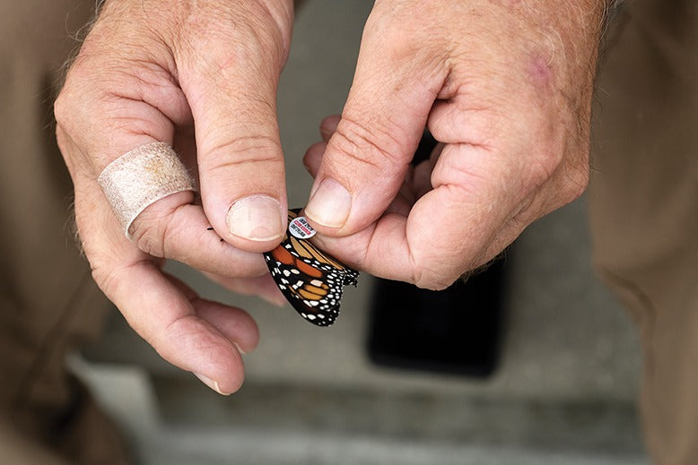 Why Migrating Monarch Butterflies Love NJ