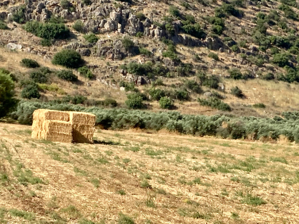 Dairy Days: With Recipes!!!