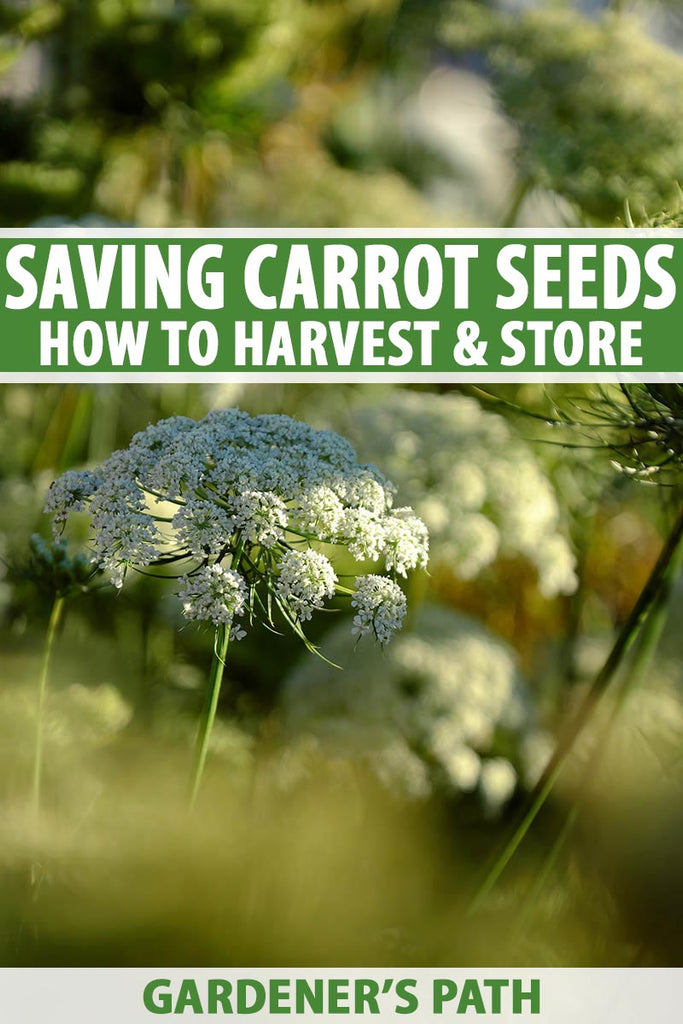 How to Harvest and Store Carrot Seeds