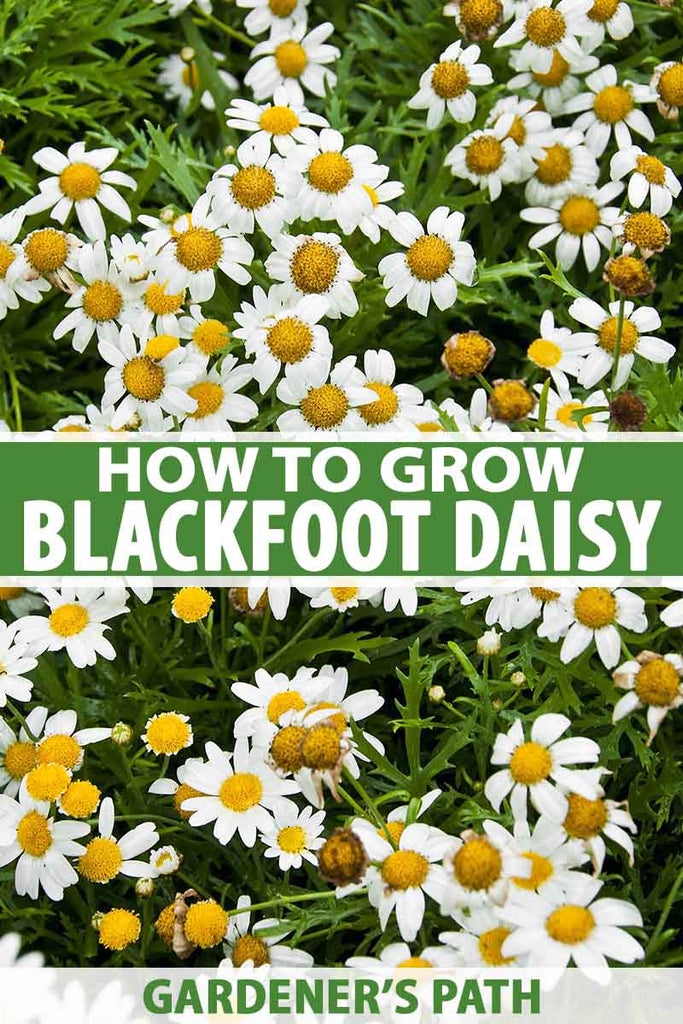 How to Grow Blackfoot Daisy